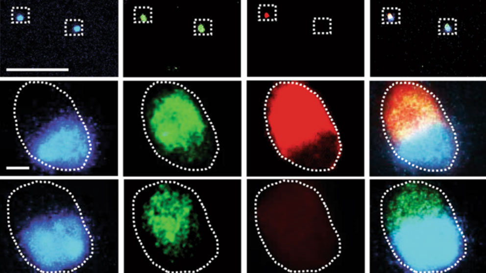 UConn, JAX researchers classify 40 subtypes of RGCs and identify additional subtypes, markers and transcription factors