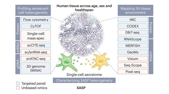 December cellular senescence and healthy aging