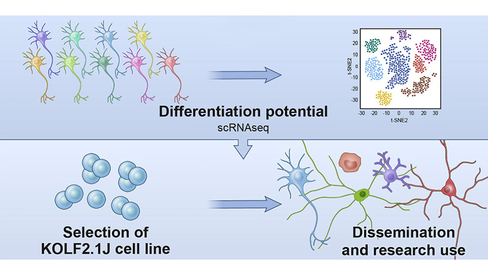 A 2023 example of research coming from the Skarnes Lab at the Jackson Laboratory