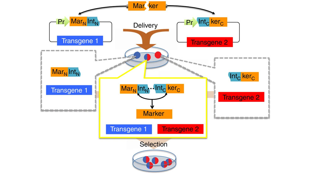 Split selectable markers, Albert Cheng, CRISPR