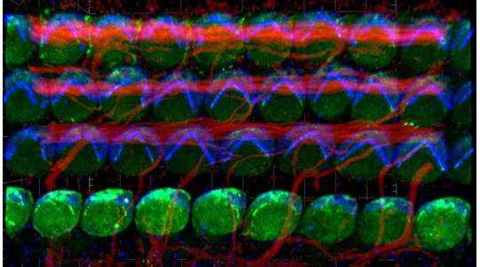 May building the mirror image arrangement of sensory hair cells