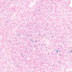 Lymphocytes in thymus