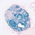 Nr5a1-cre Adult Ovary