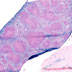 Vav1 adult spleen