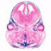 Prrx1-cre Craniofacial Characterization