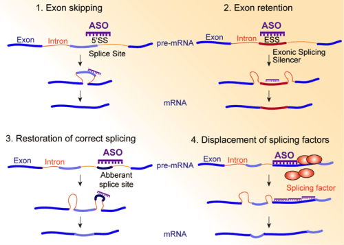 Splicing Factor